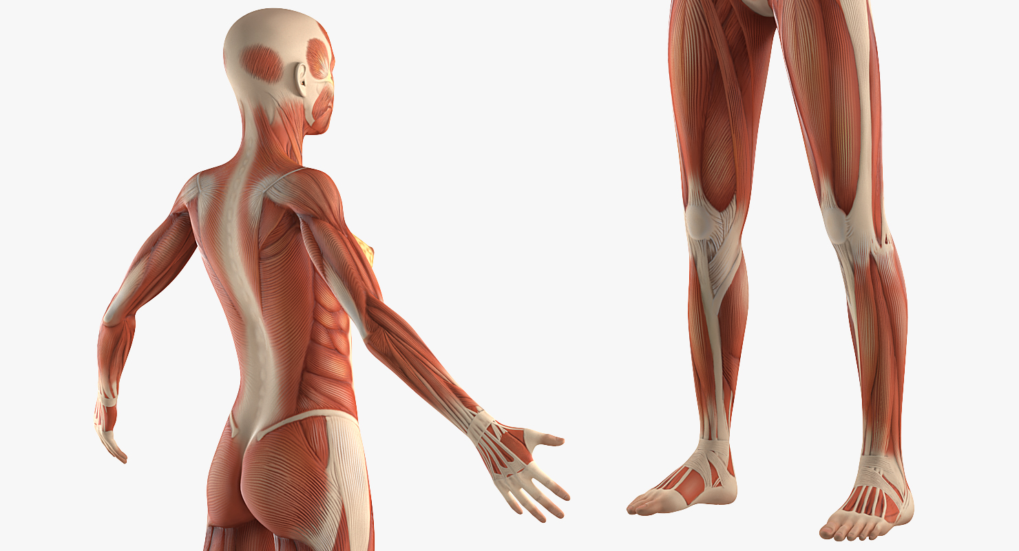 Female Muscular System Anatomy Rigged 3D