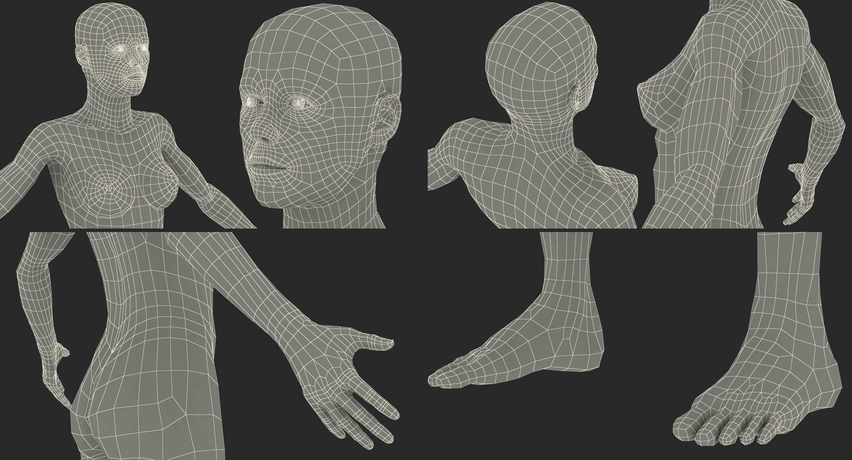 Female Muscular System Anatomy Rigged 3D