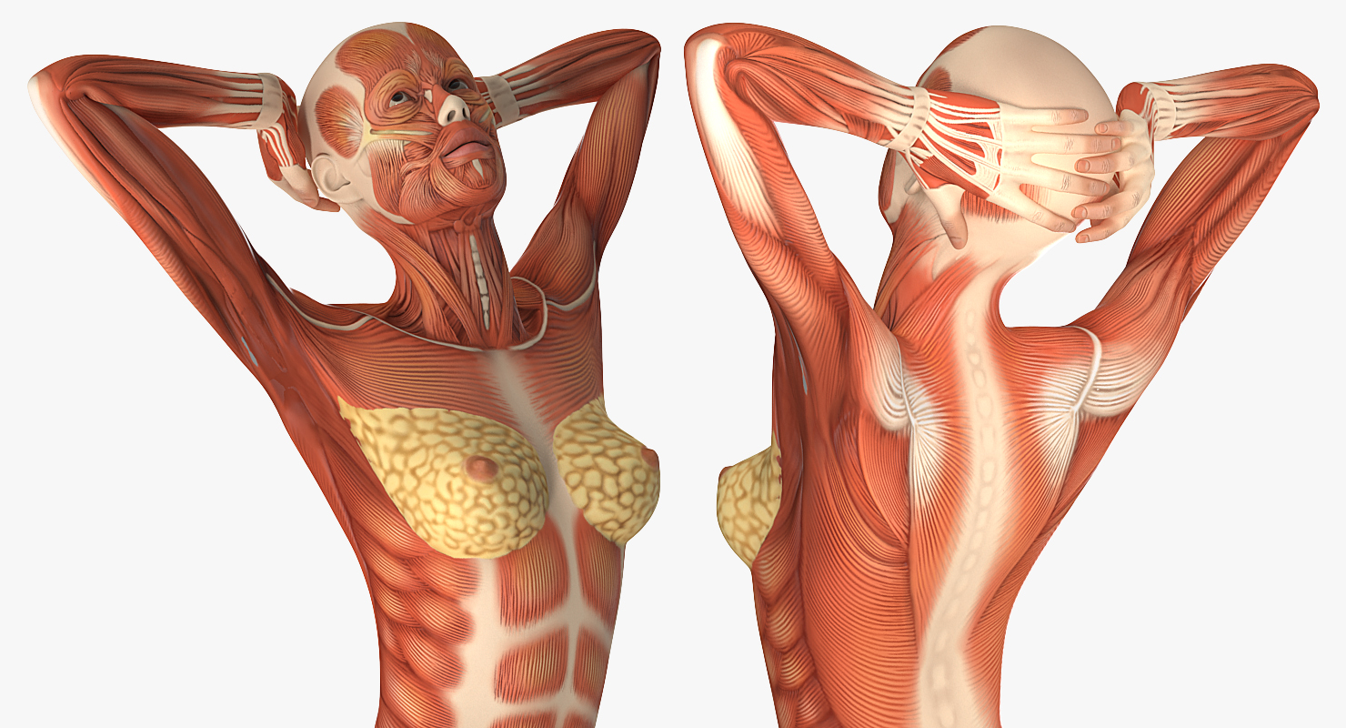 Female Muscular System Anatomy Rigged 3D