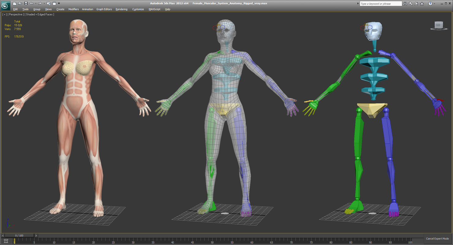 Female Muscular System Anatomy Rigged 3D