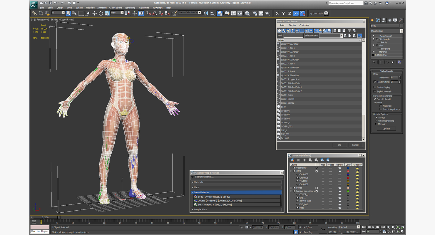 Female Muscular System Anatomy Rigged 3D