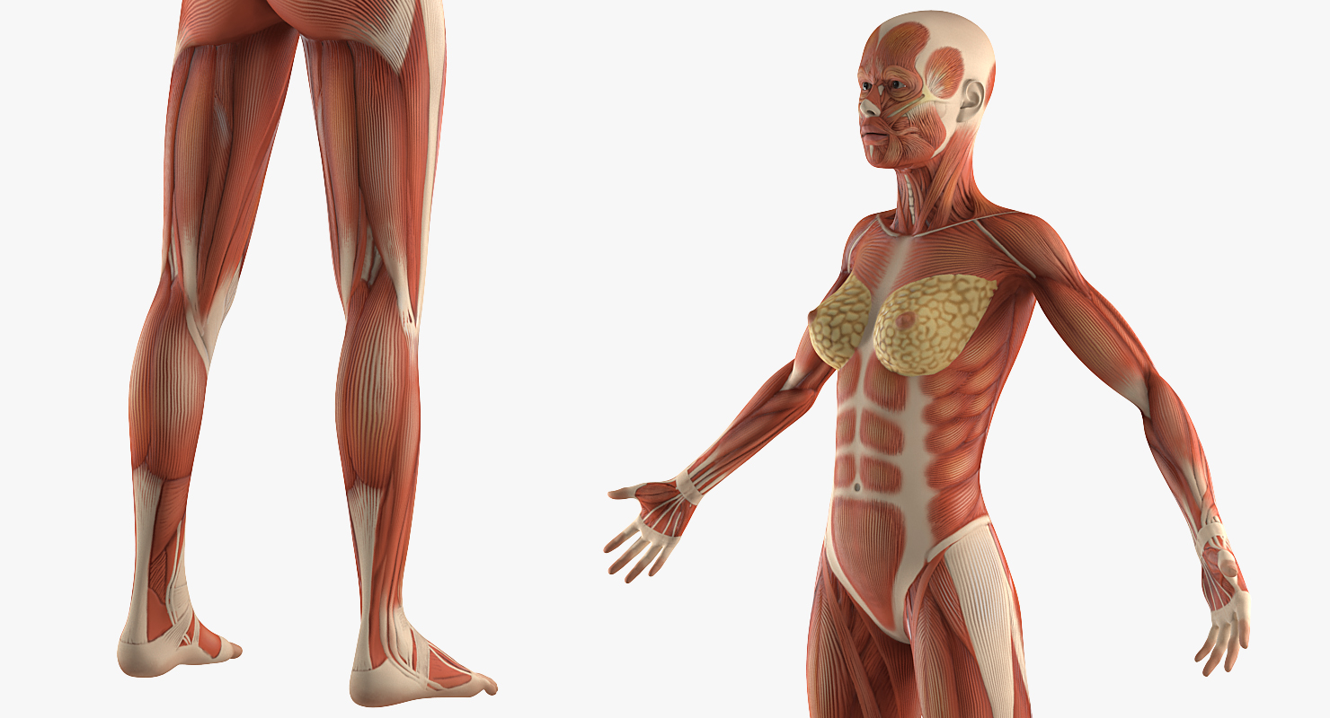 Female Muscular System Anatomy Rigged 3D