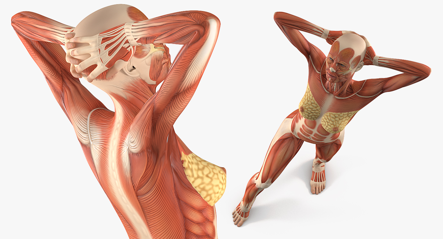 Female Muscular System Anatomy Rigged 3D