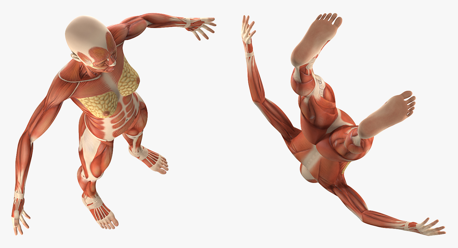 Female Muscular System Anatomy Rigged 3D