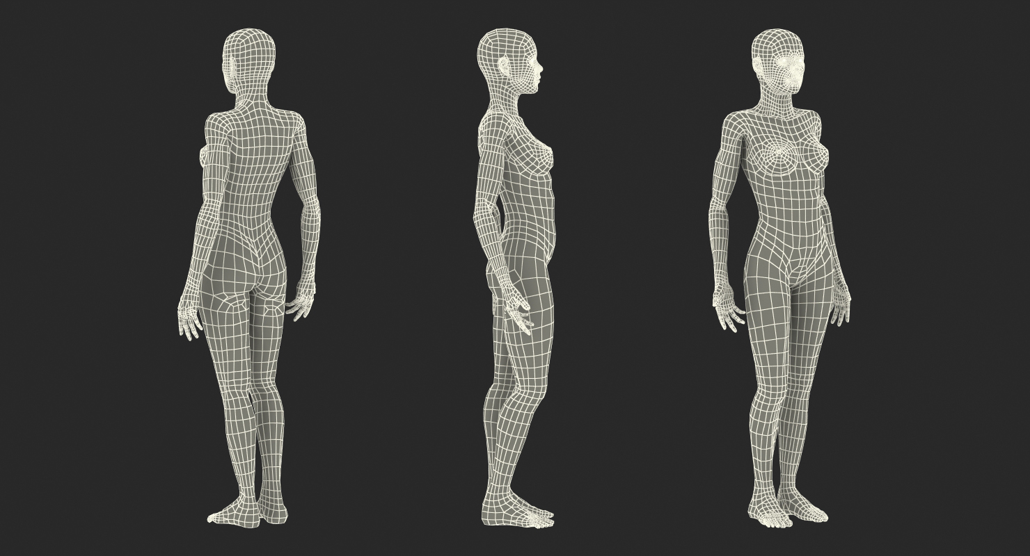 Female Muscular System Anatomy Rigged 3D