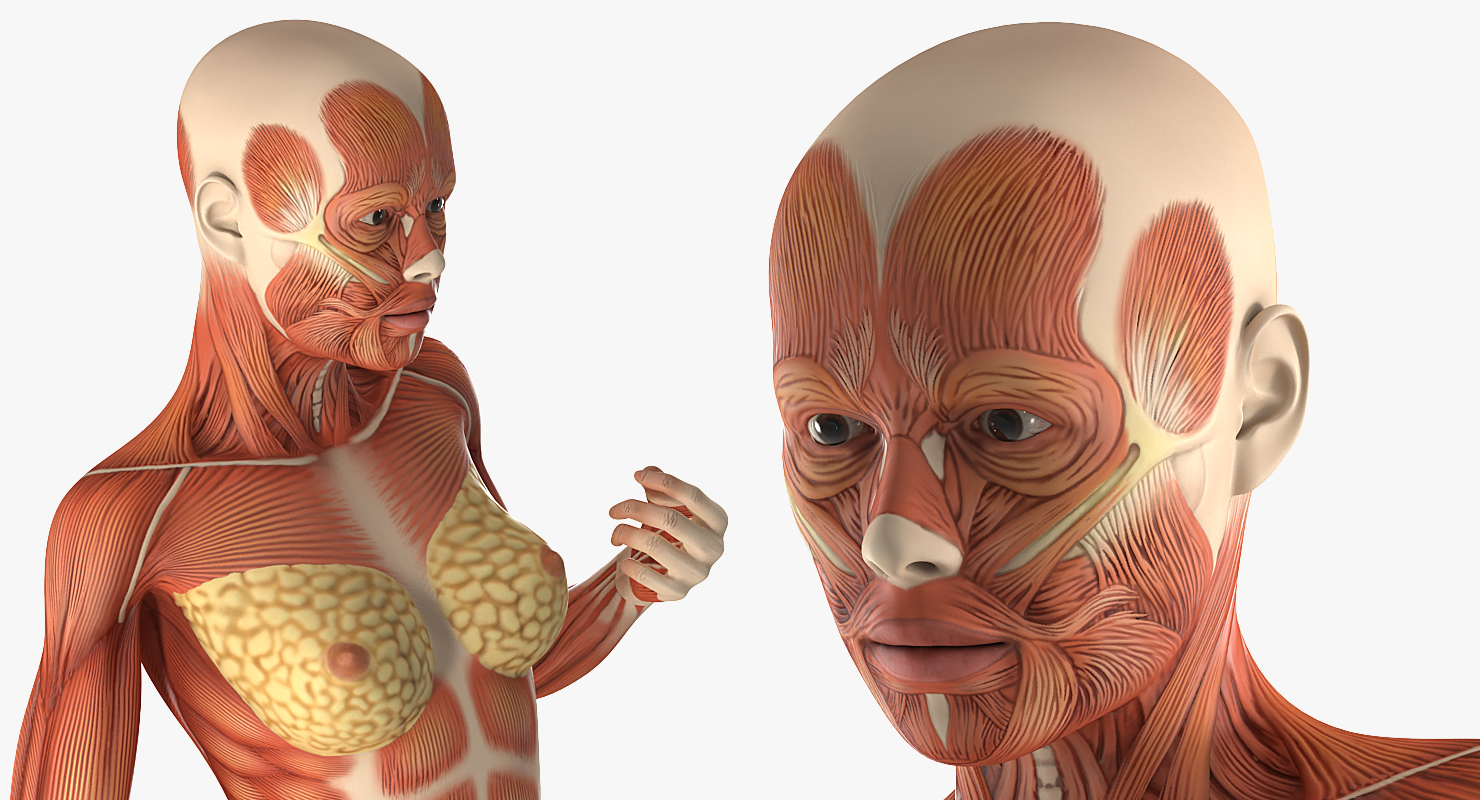 Female Muscular System Anatomy Rigged 3D