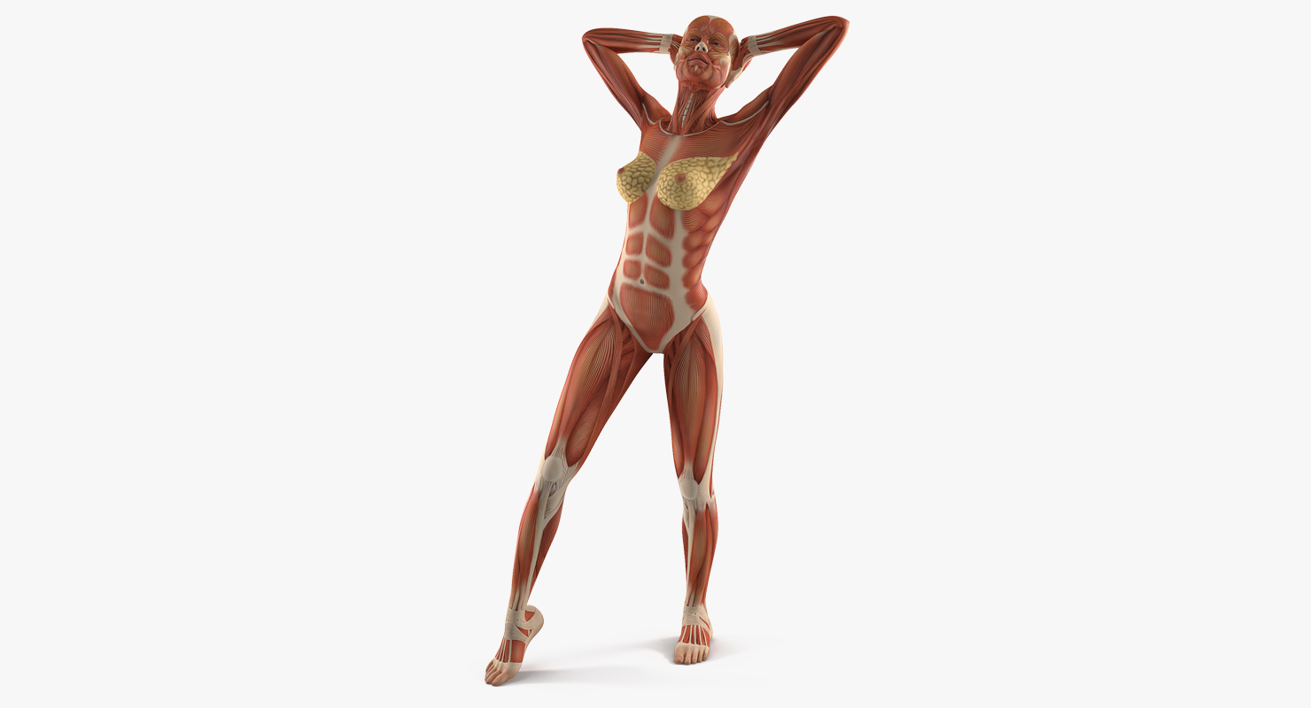 Female Muscular System Anatomy Rigged 3D