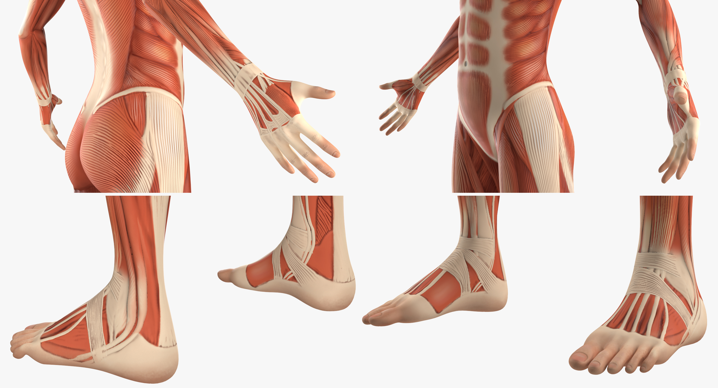 Female Muscular System Anatomy Rigged 3D