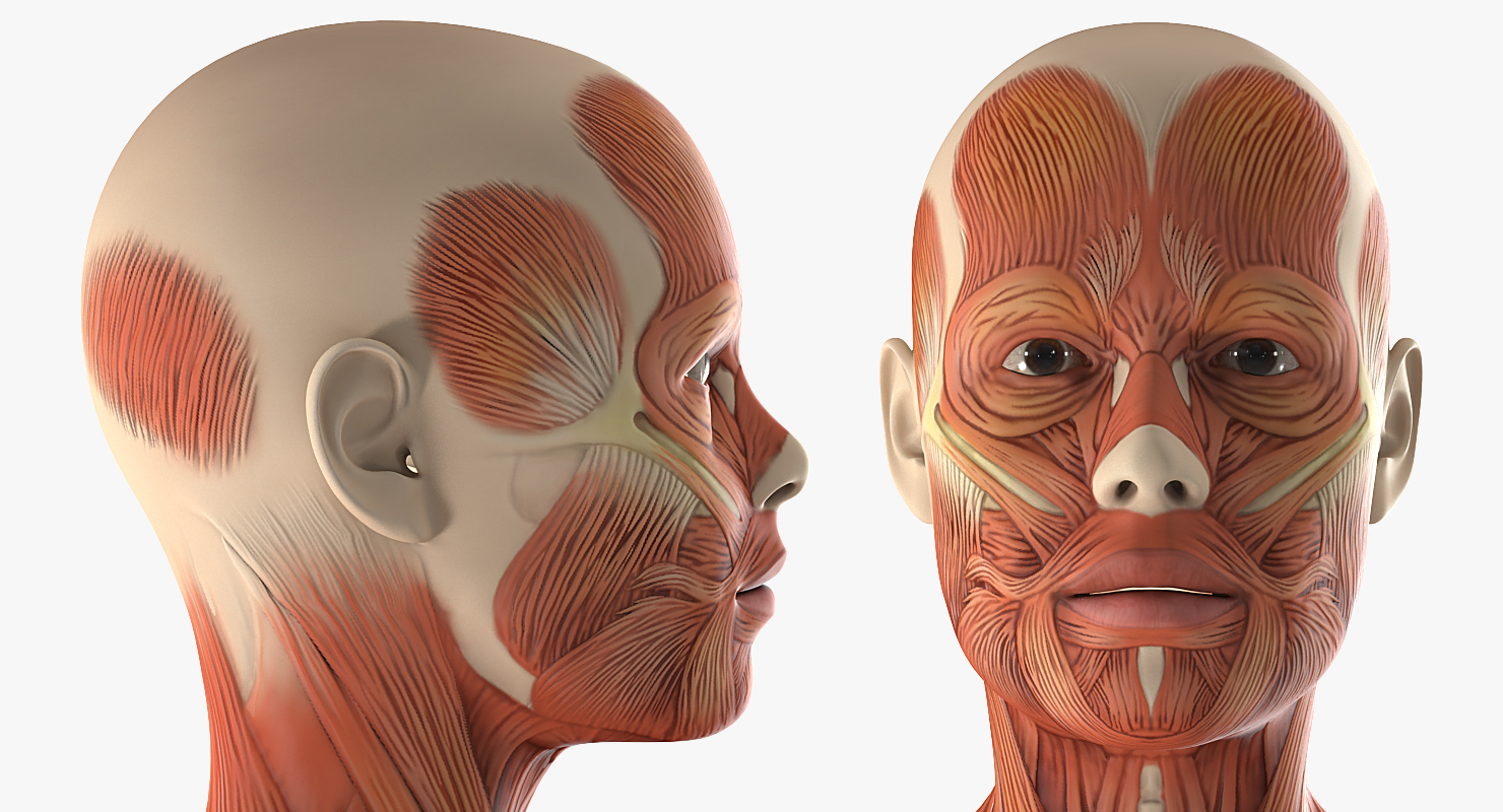 Female Muscular System Anatomy Rigged 3D