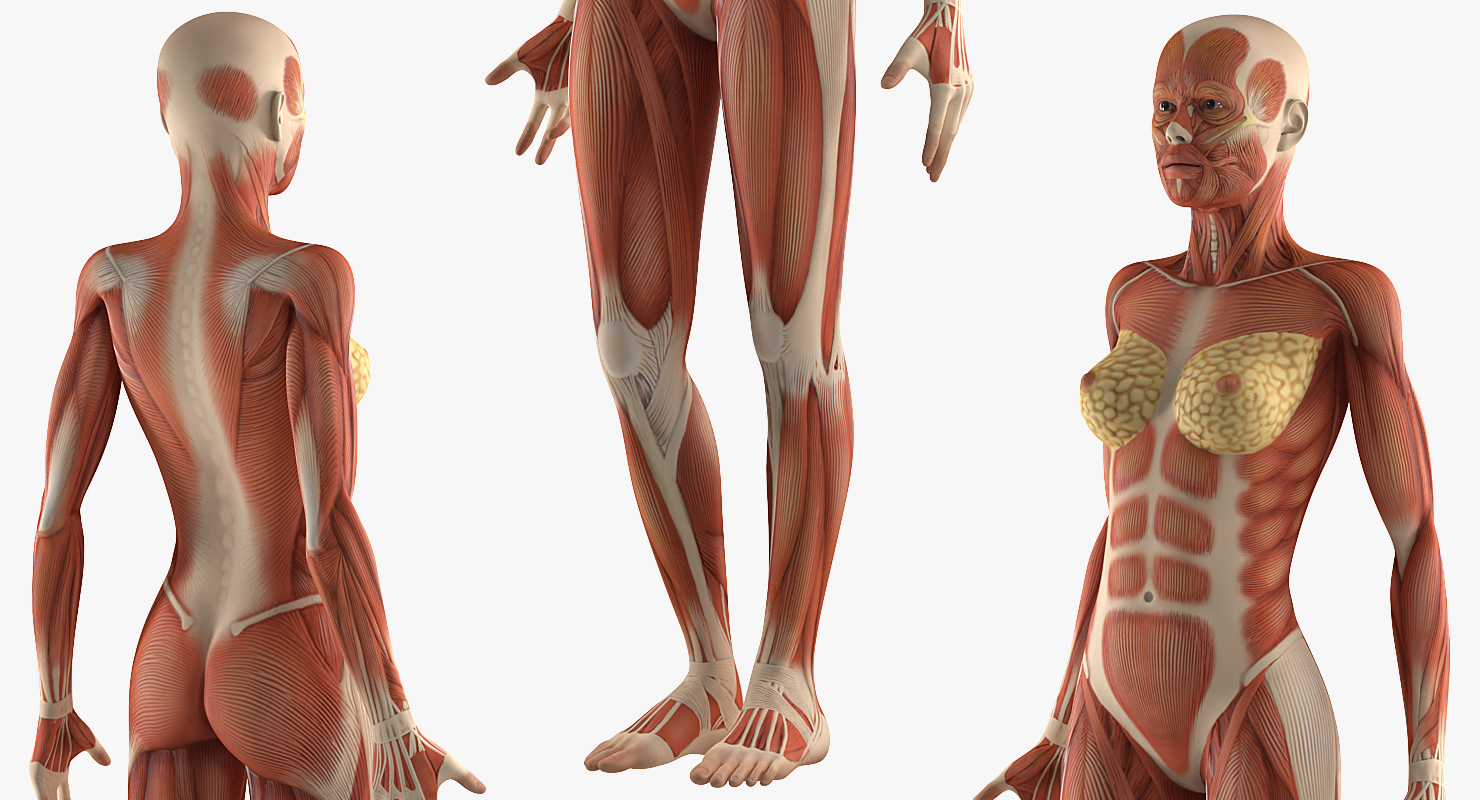 Female Muscular System Anatomy Rigged 3D