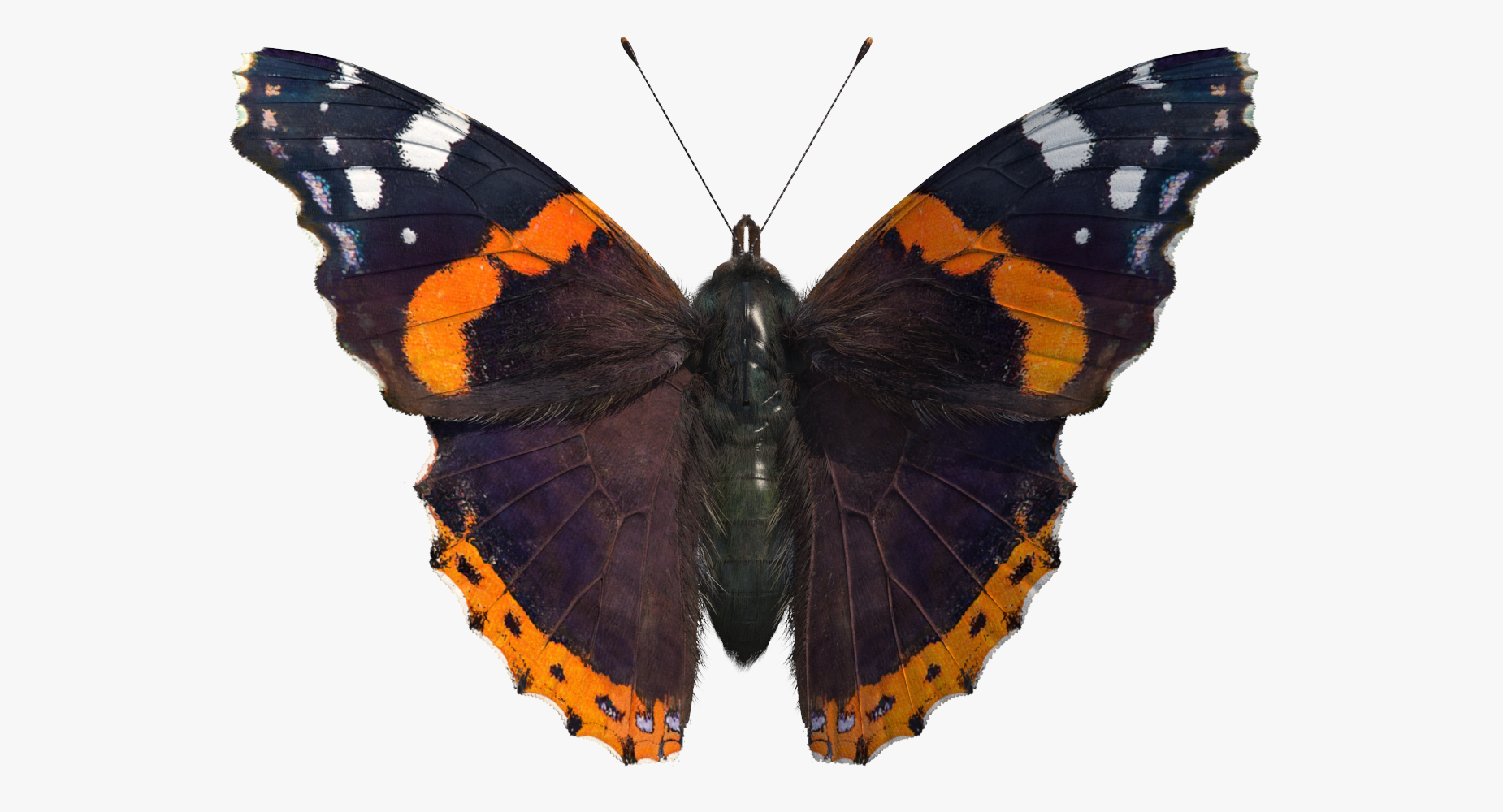 Vanessa Atalanta Butterfly Flying Pose with Fur 3D