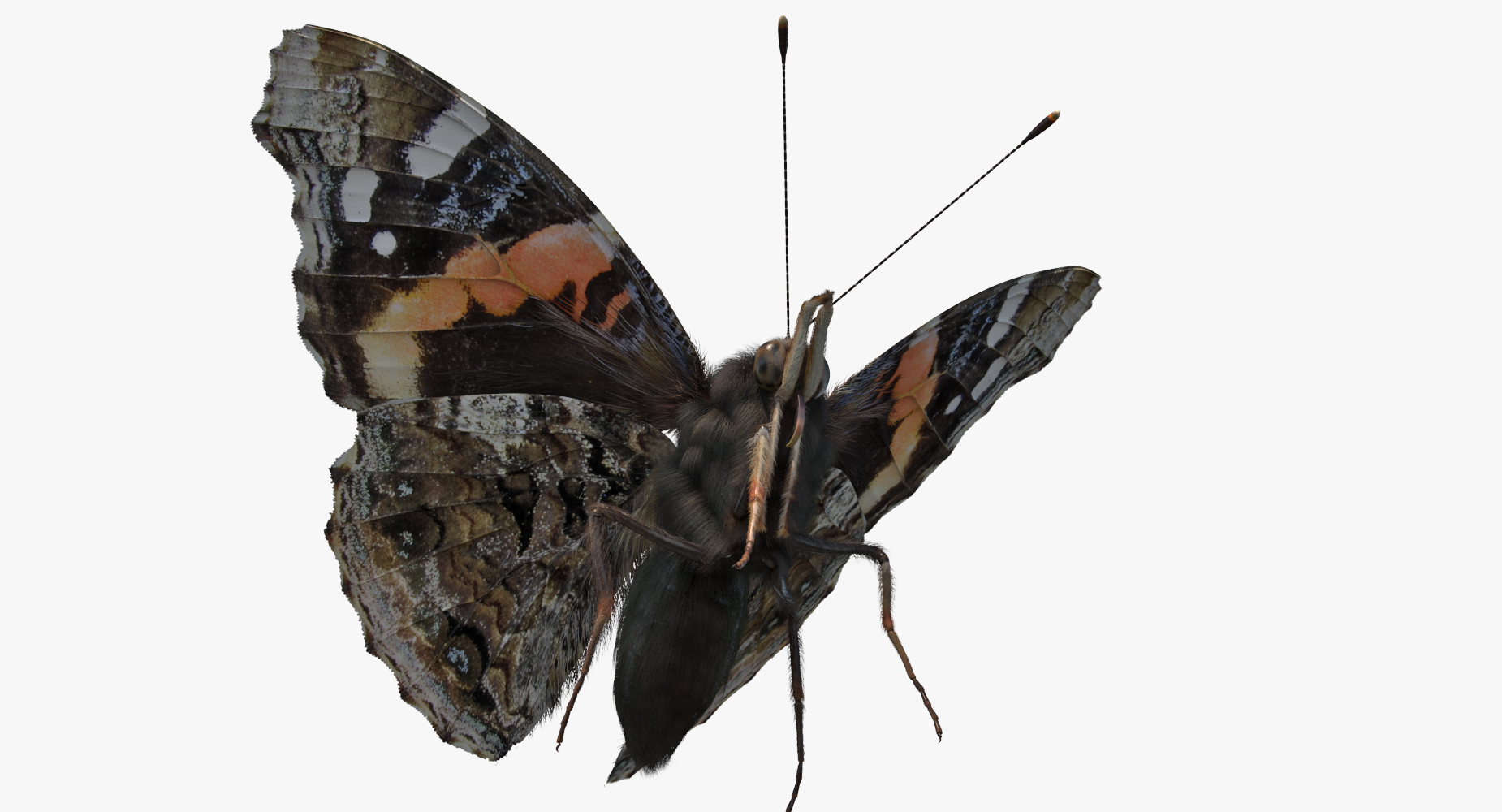 Vanessa Atalanta Butterfly Flying Pose with Fur 3D