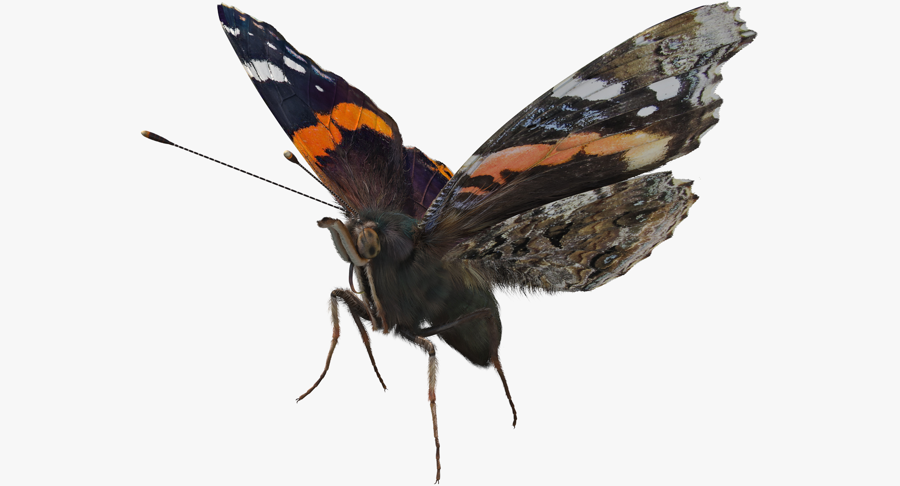 Vanessa Atalanta Butterfly Flying Pose with Fur 3D