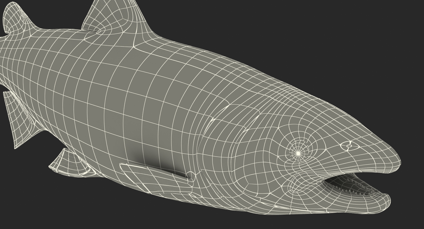 3D model Atlantic Salmon Fish