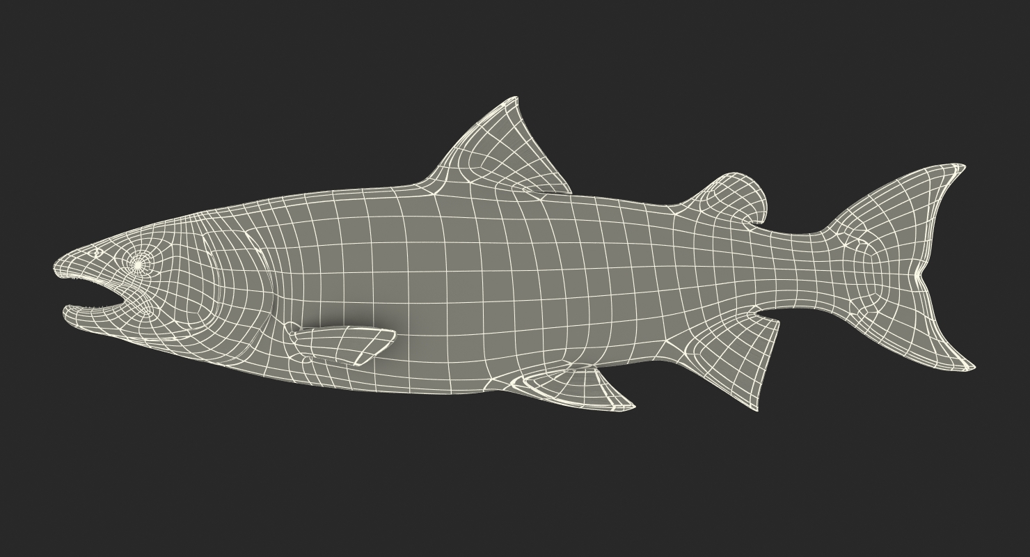 3D model Atlantic Salmon Fish