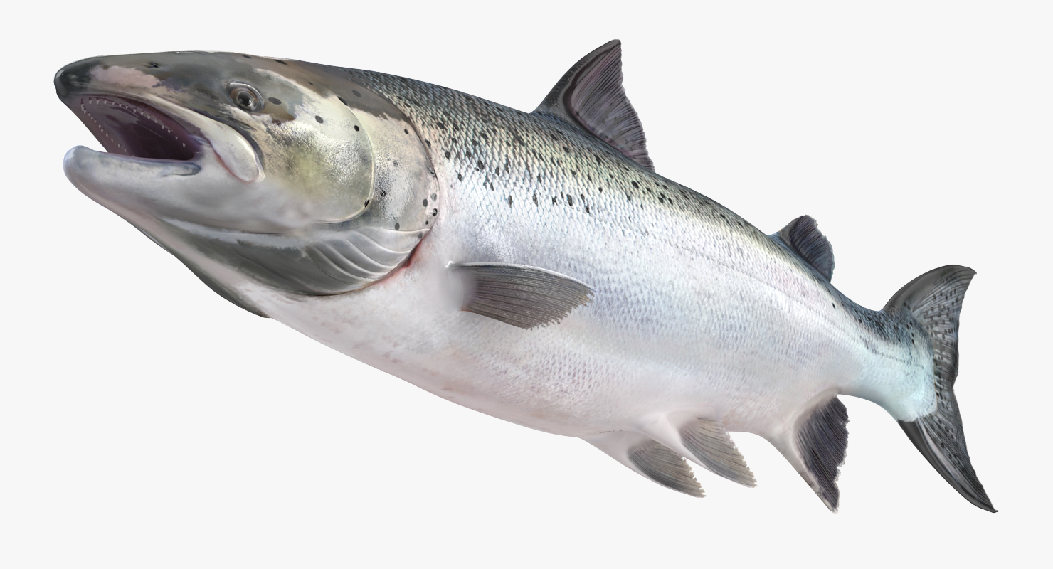 3D model Atlantic Salmon Fish