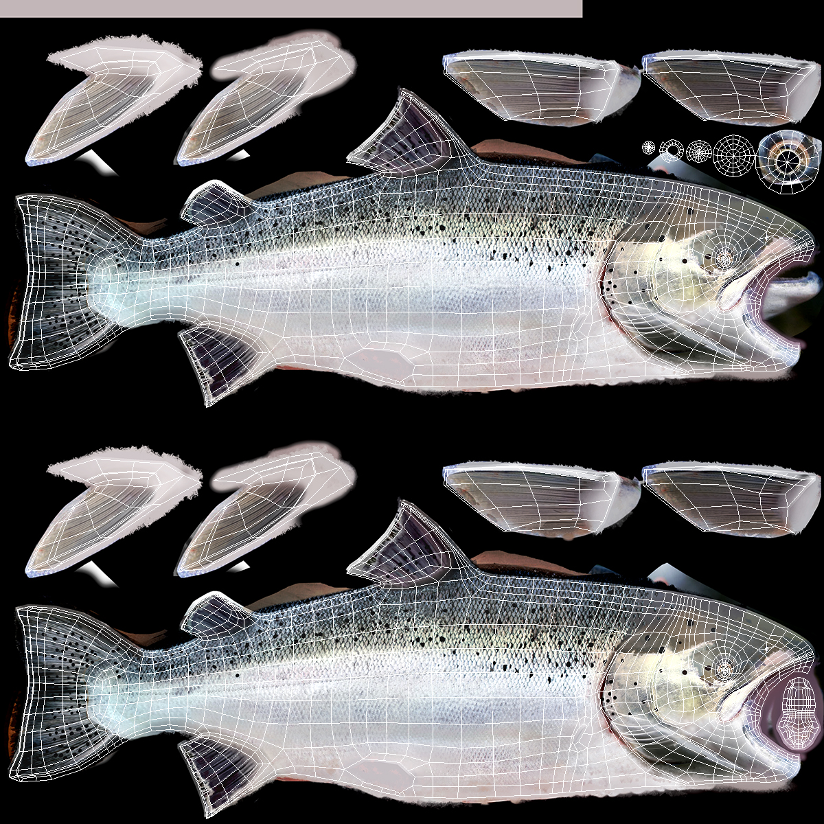 3D model Atlantic Salmon Fish