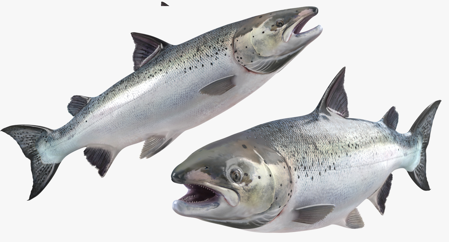 3D model Atlantic Salmon Fish