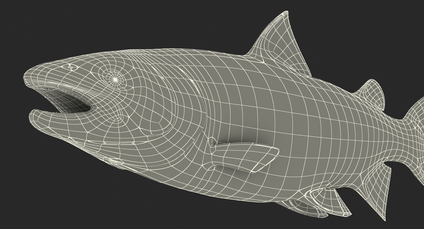 3D model Atlantic Salmon Fish