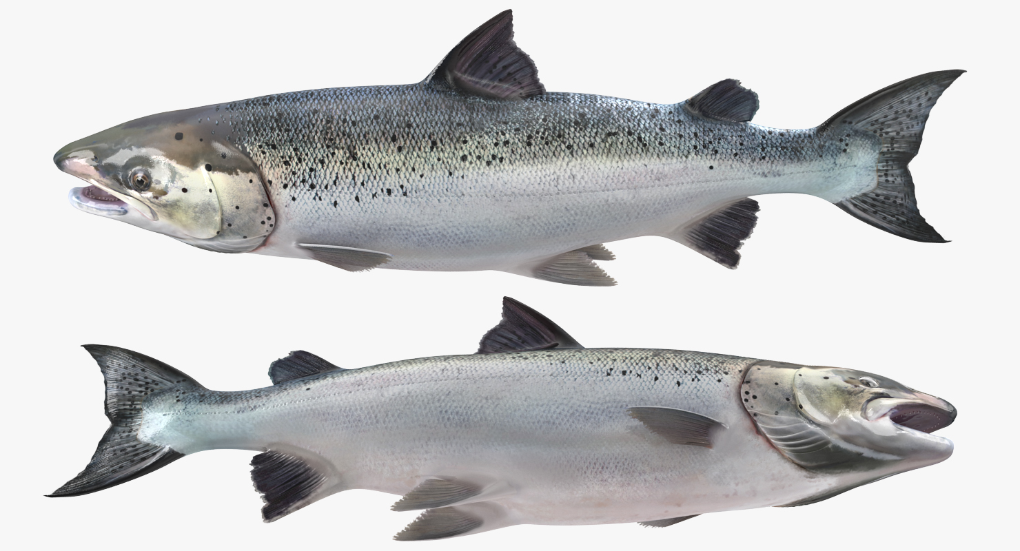 3D model Atlantic Salmon Fish