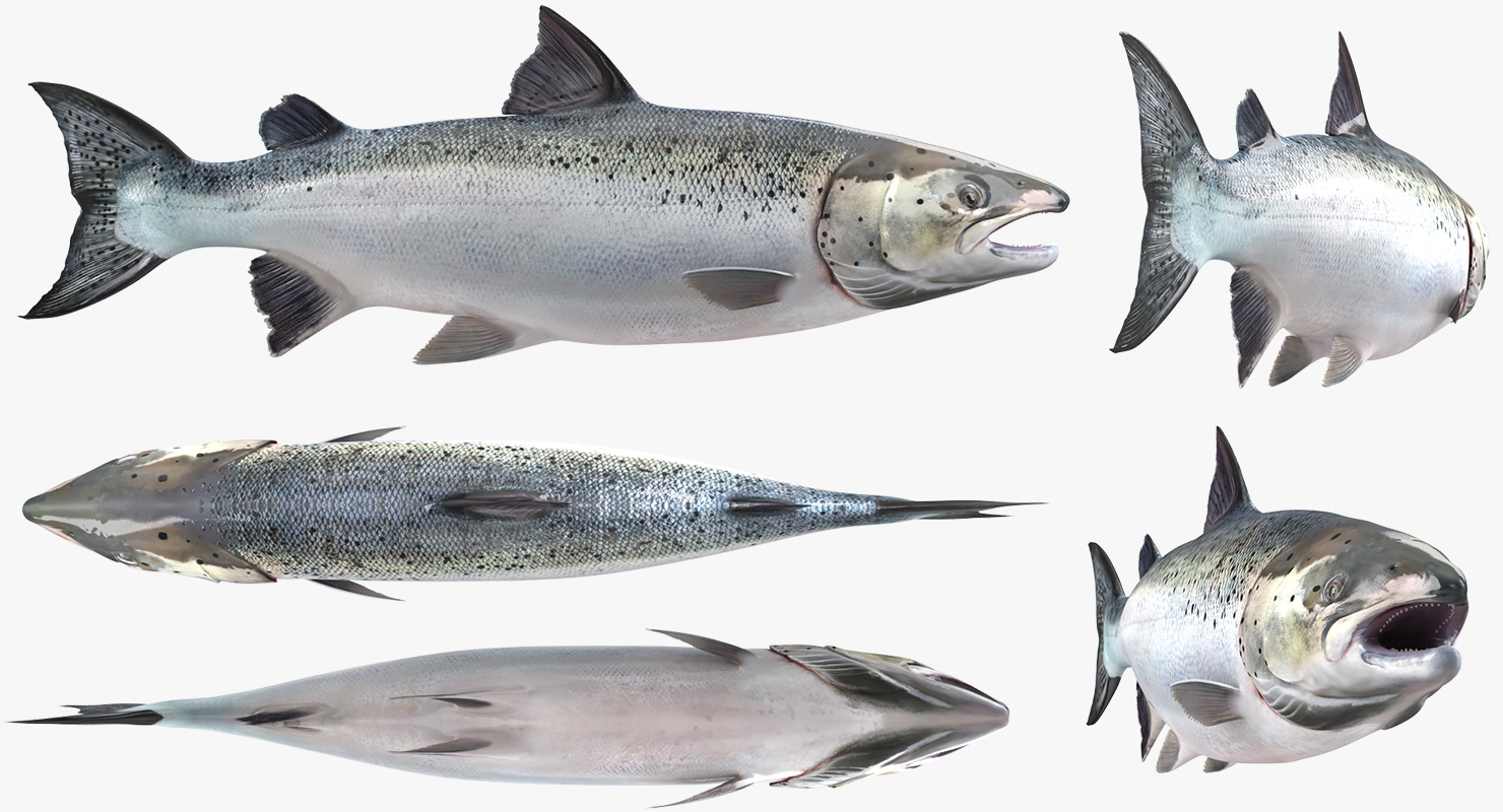 3D model Atlantic Salmon Fish