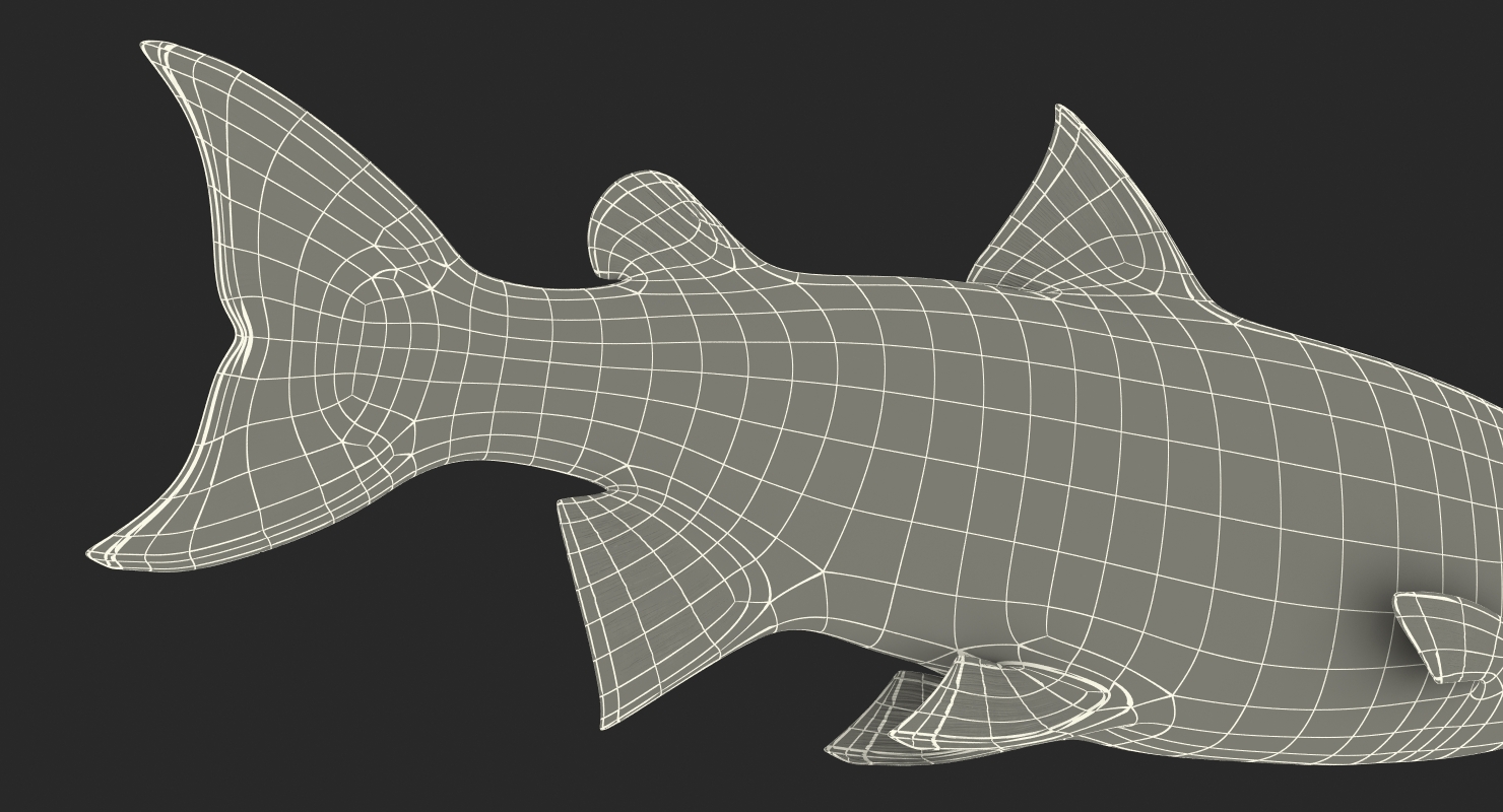 3D model Atlantic Salmon Fish