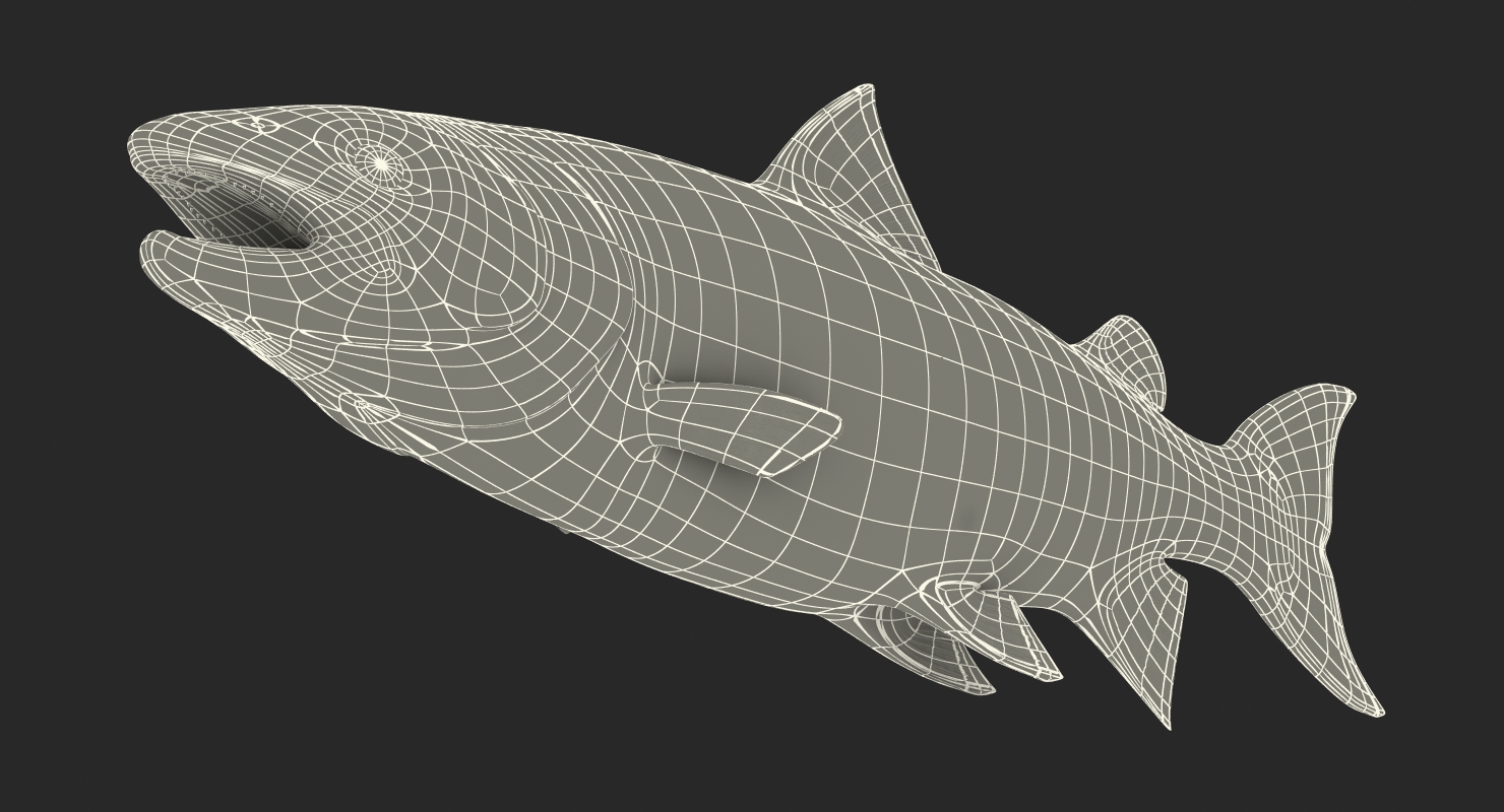 3D model Atlantic Salmon Fish