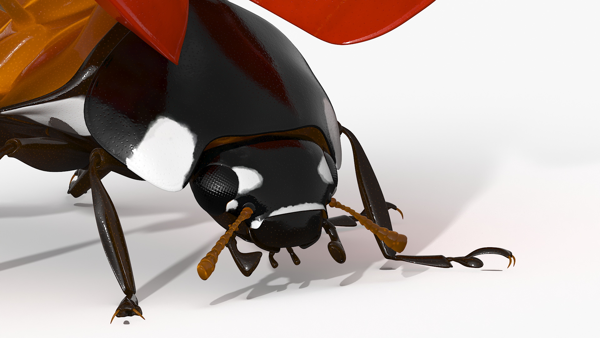 Realistic Flying Ladybug 3D model