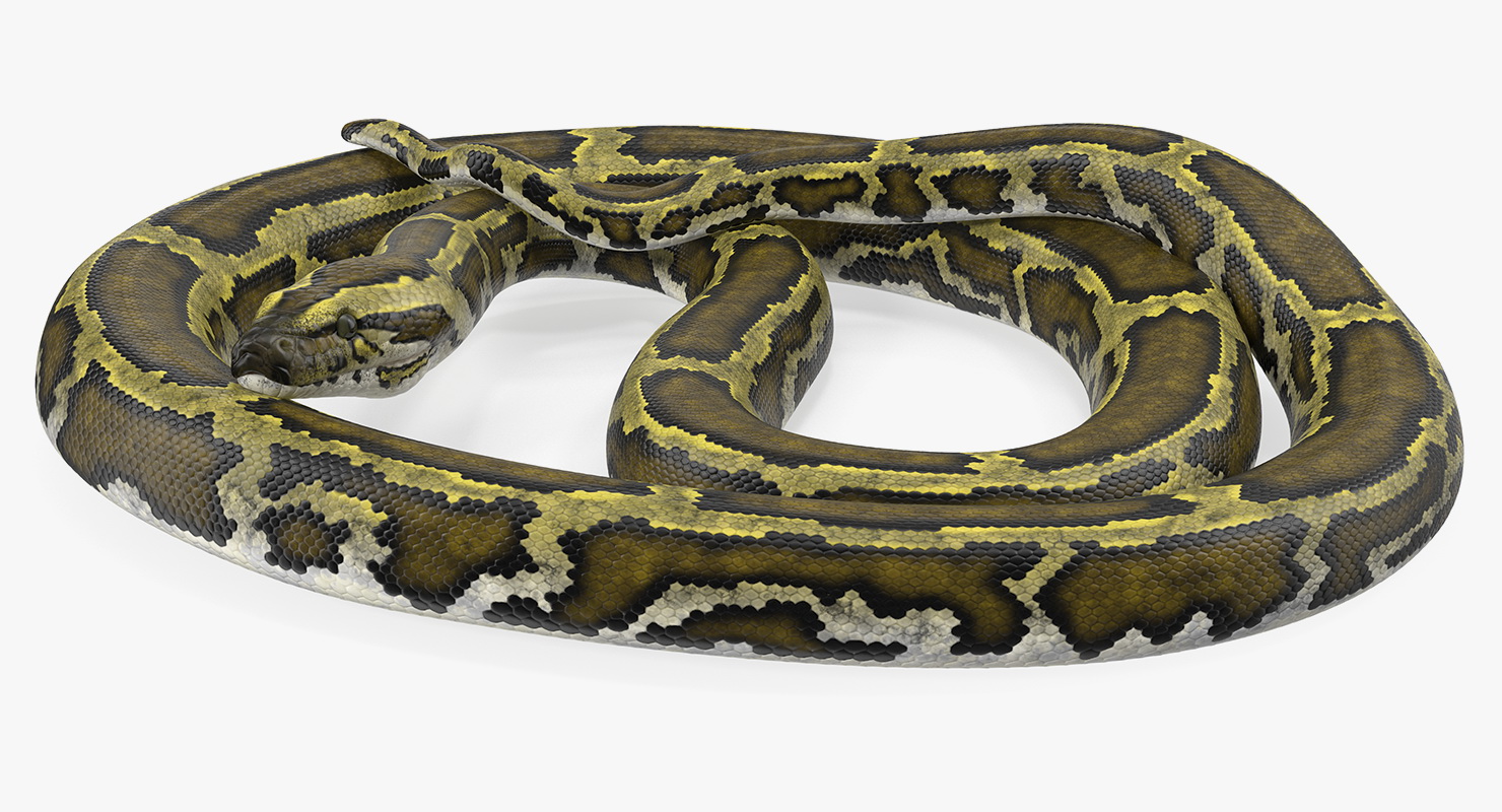 3D model Green Python Snake Curled pose