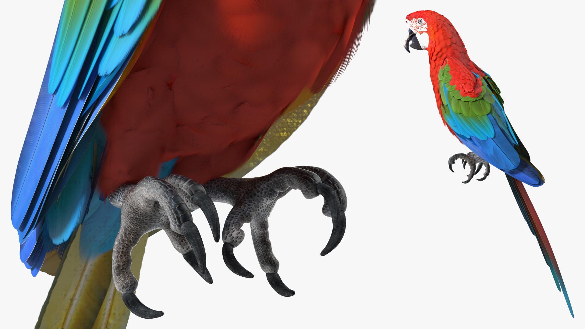 Red and Green Macaw Parrot Sitting Pose 3D model