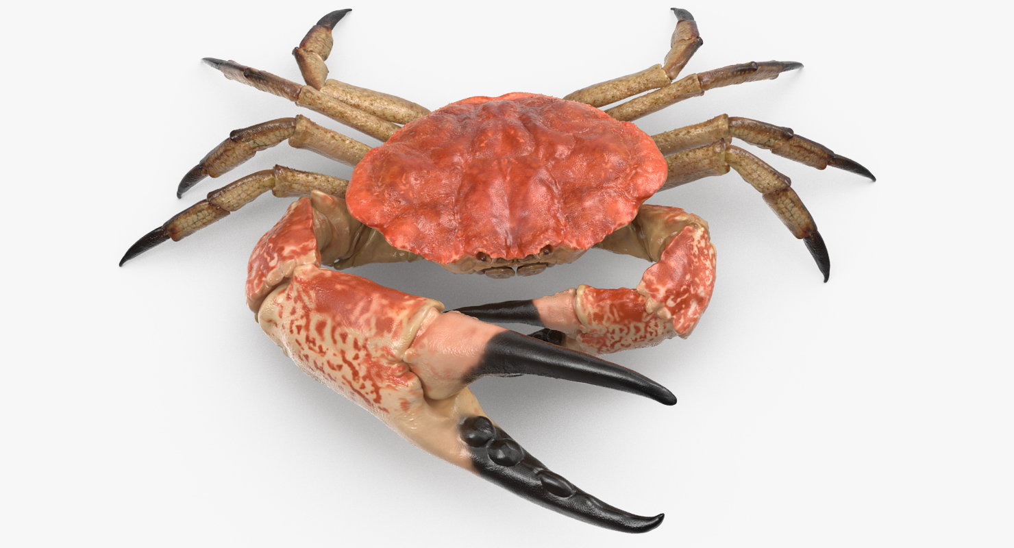 3D model Queen Crab