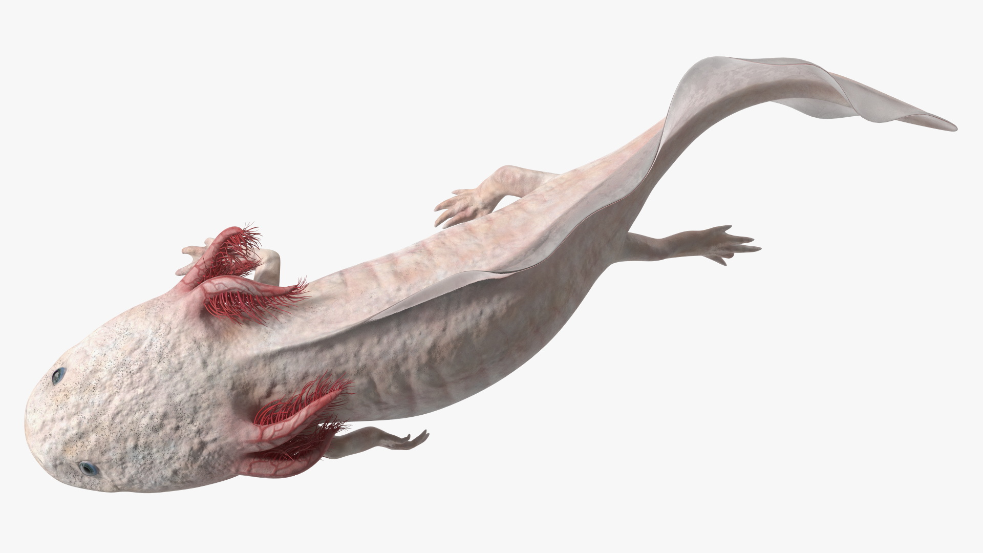 Pink Albino Axolotl 3D model