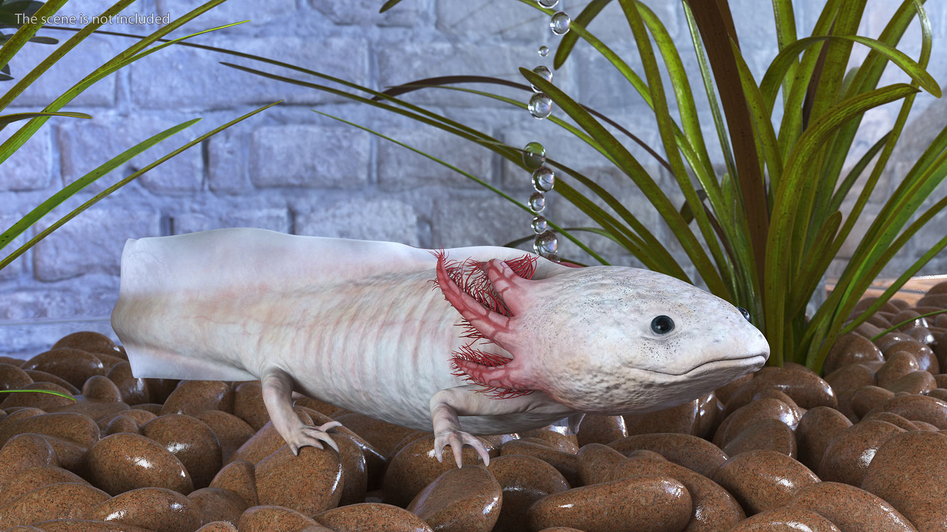 Pink Albino Axolotl 3D model