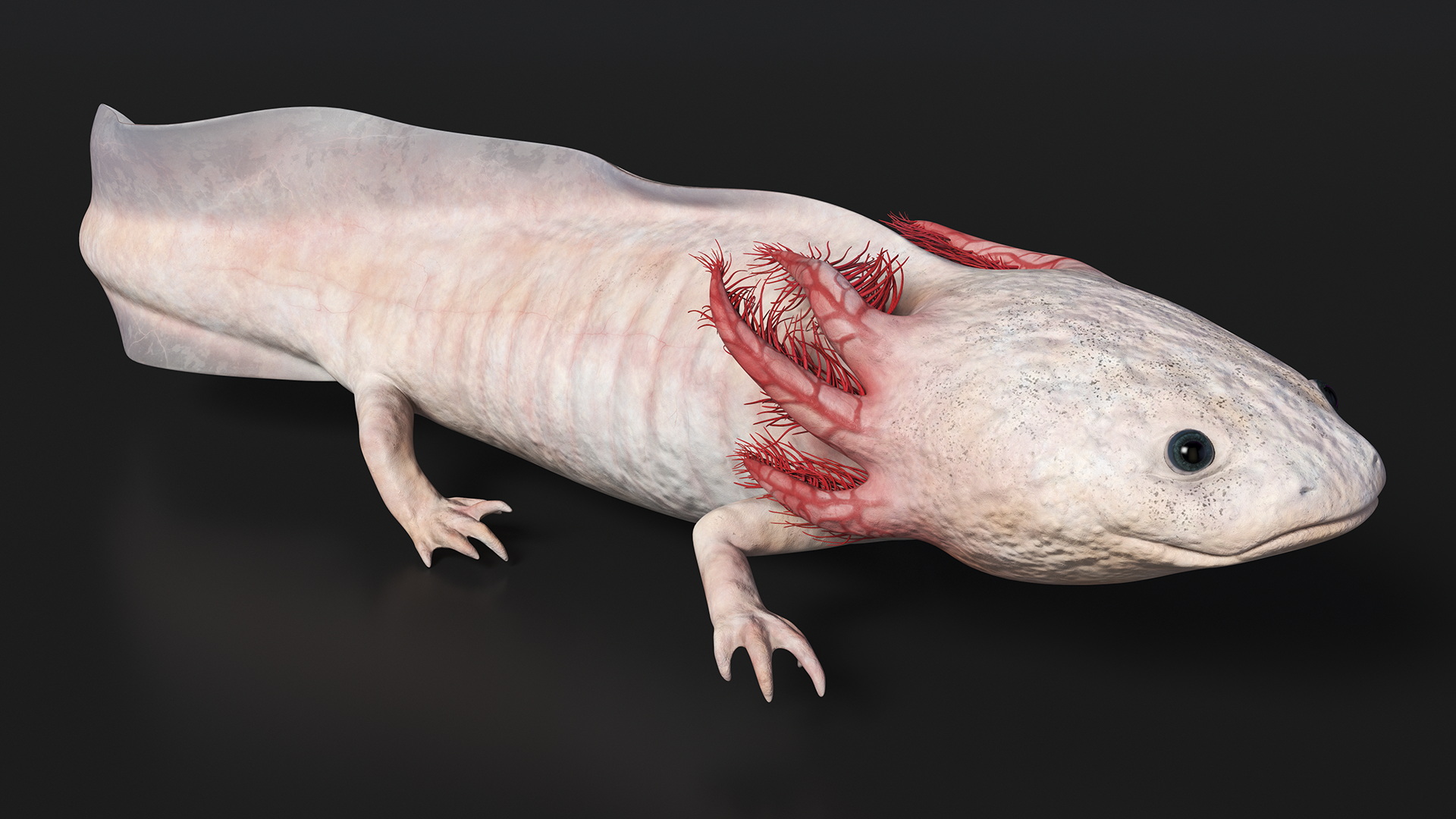 Pink Albino Axolotl 3D model