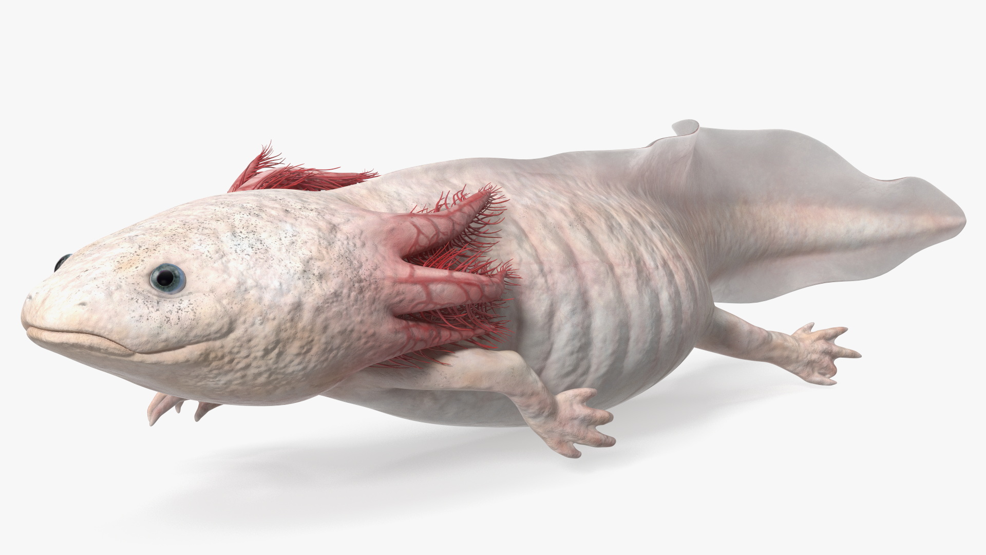 Pink Albino Axolotl 3D model