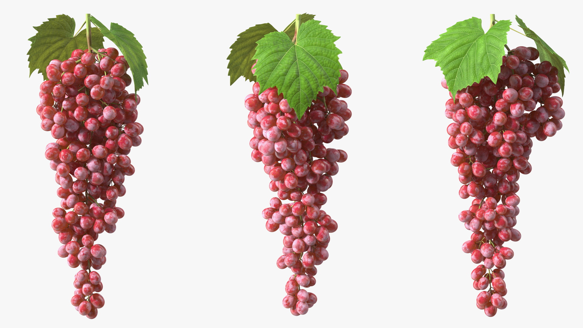 3D model Red Sultana Grape Cluster