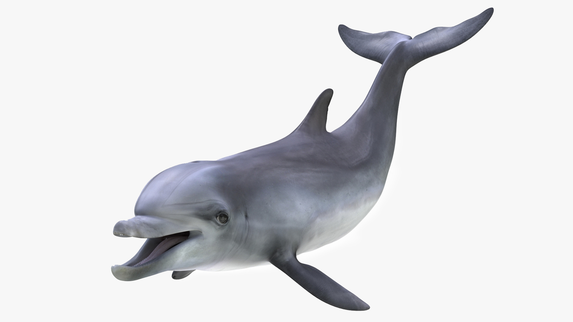 Bottlenose Dolphin Rigged for Maya 3D model