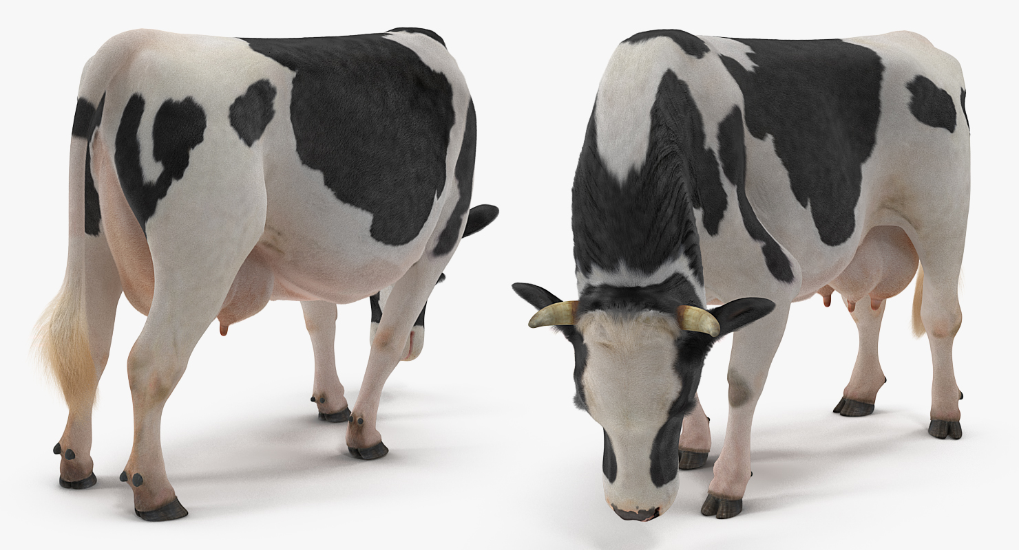 3D model Dairy Cow Eating Pose with Fur