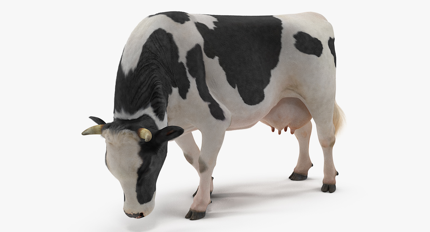 3D model Dairy Cow Eating Pose with Fur