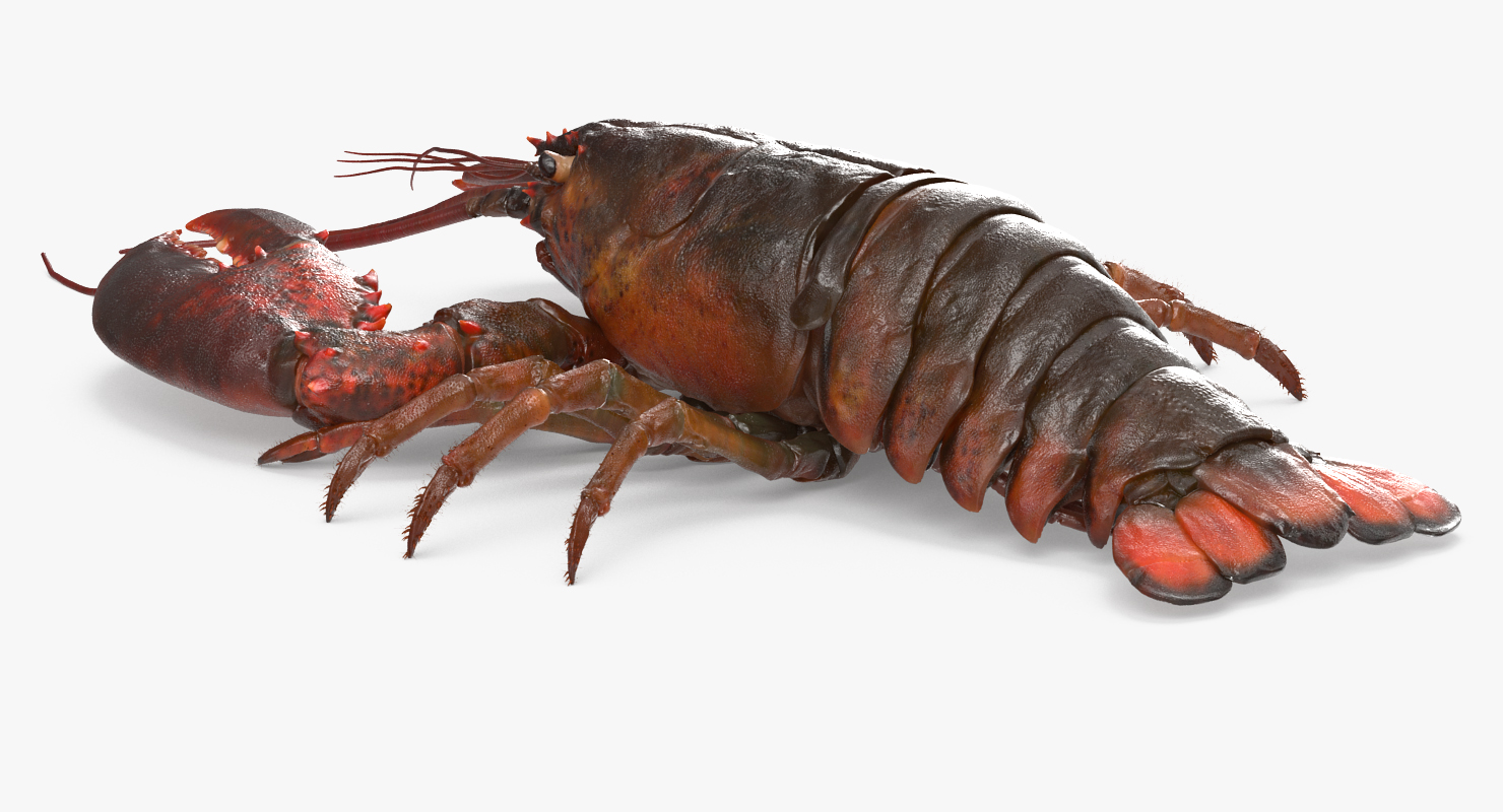 3D Lobster with Fur