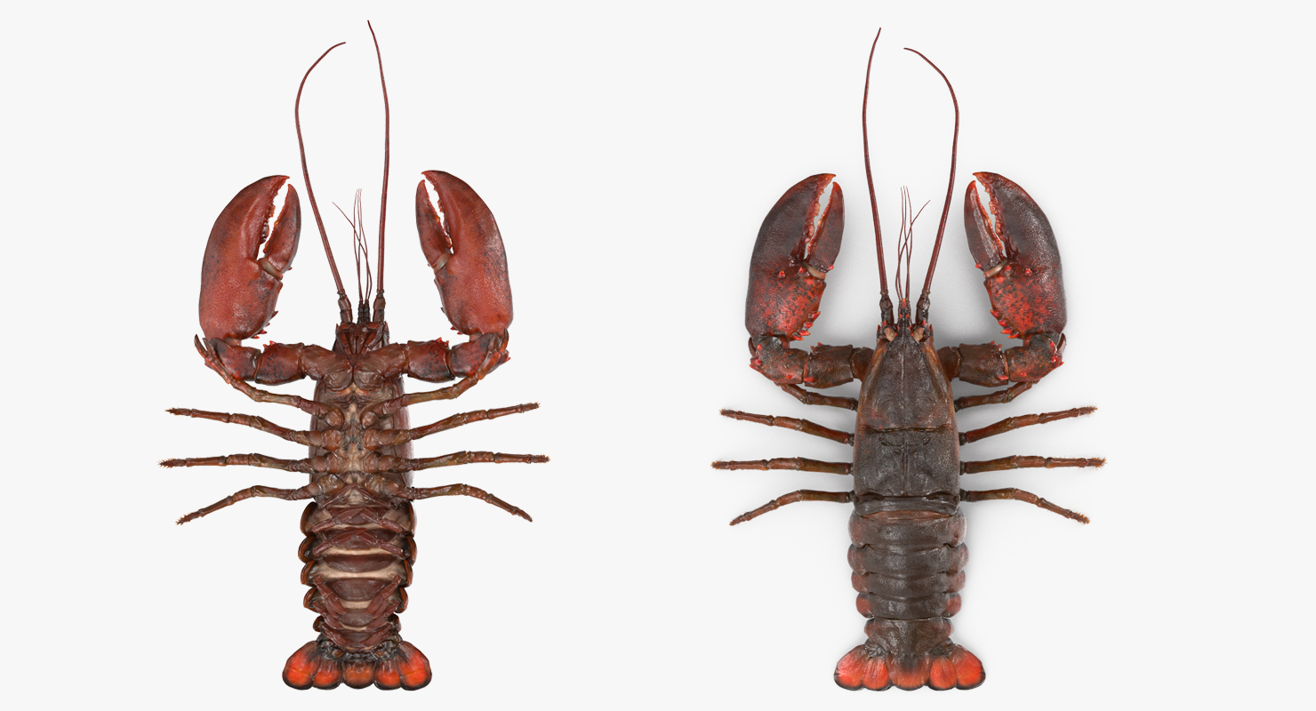 3D Lobster with Fur