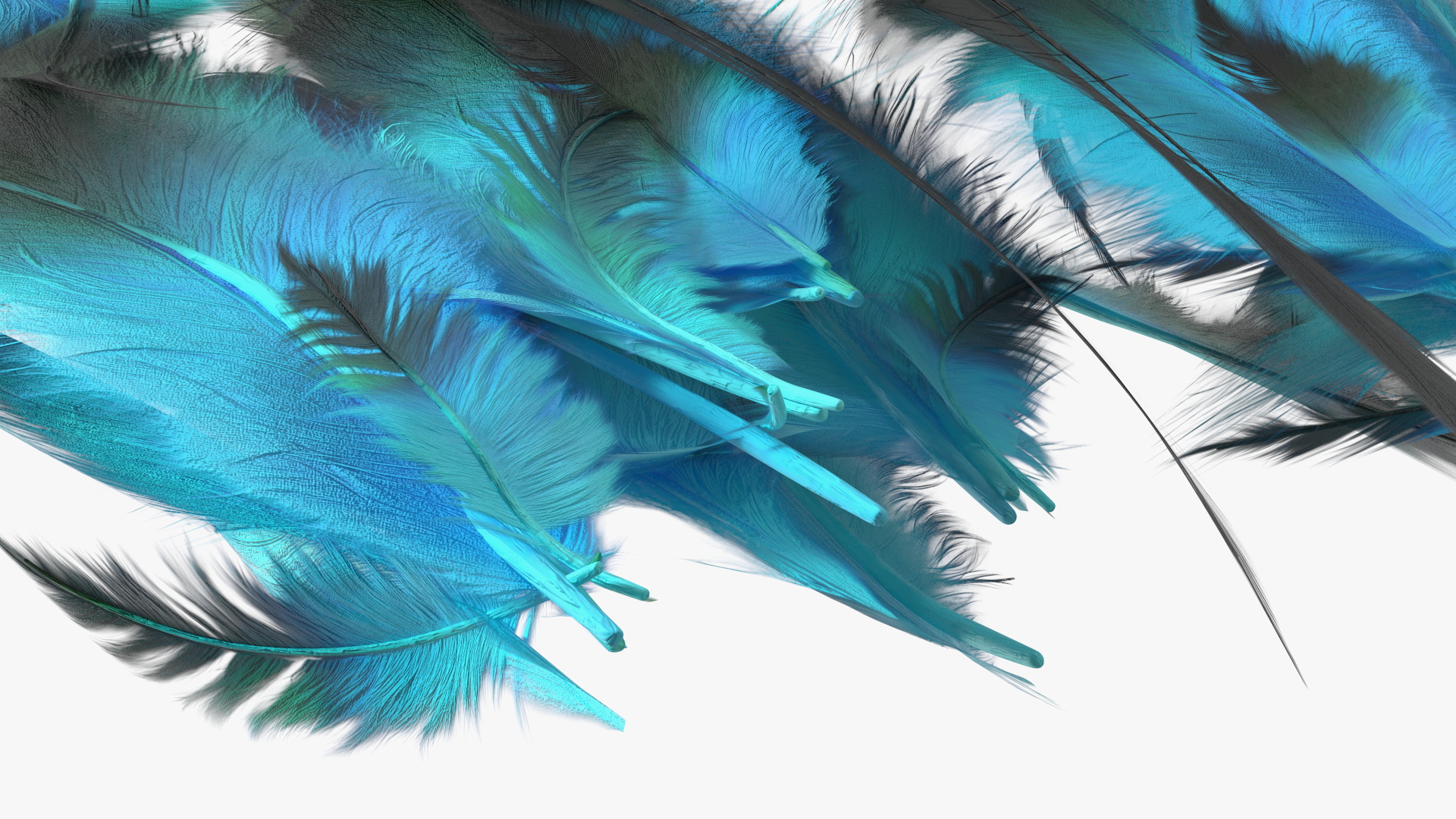 3D Blue Feathers model