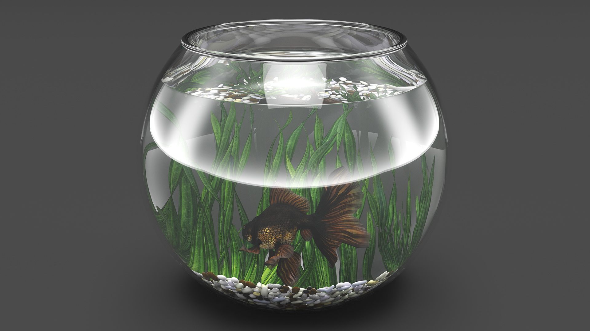 Round Aquarium with Black Moor Goldfish 3D model