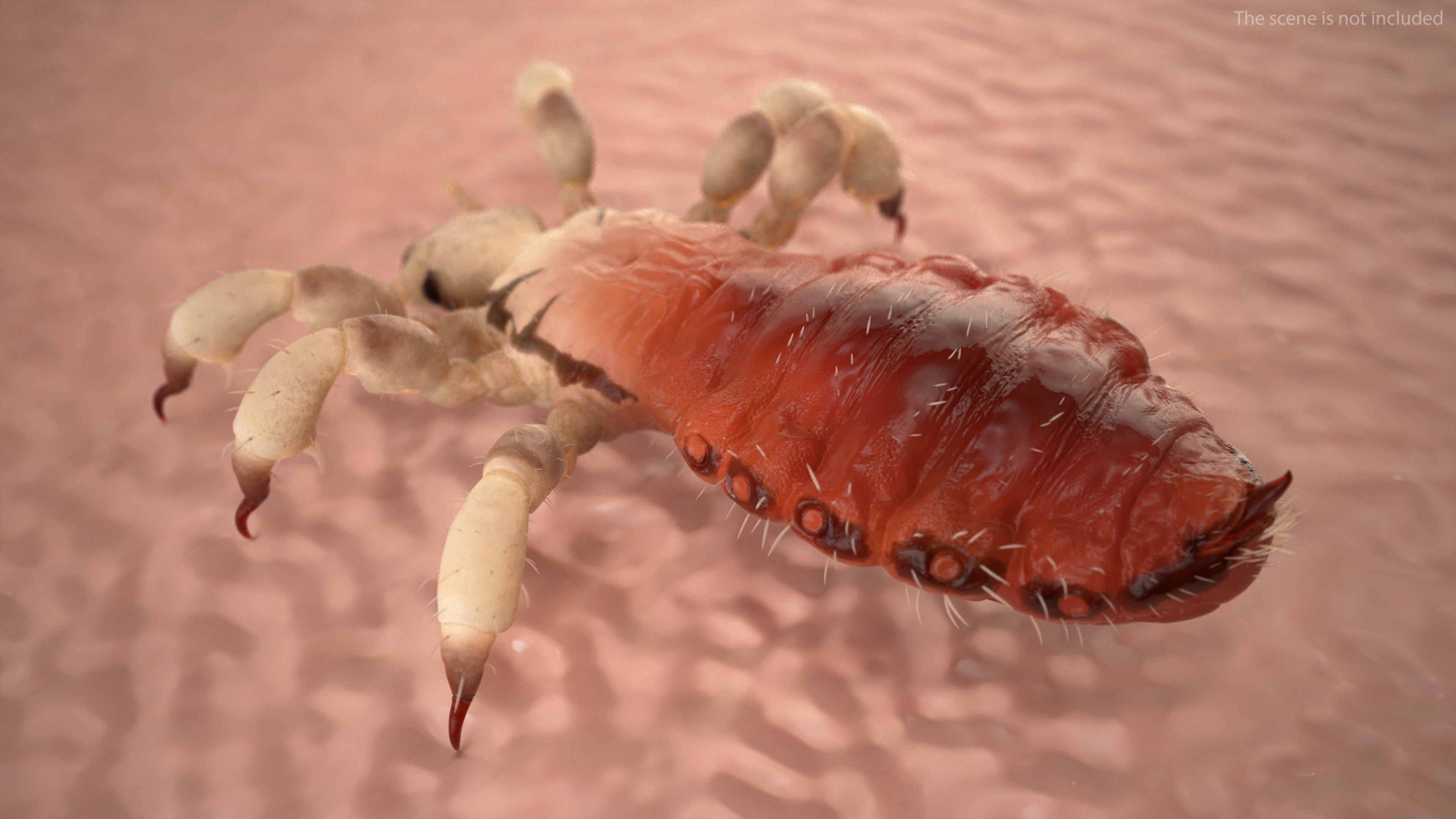 Phthiraptera with Blood Hiding Pose SSS 3D model