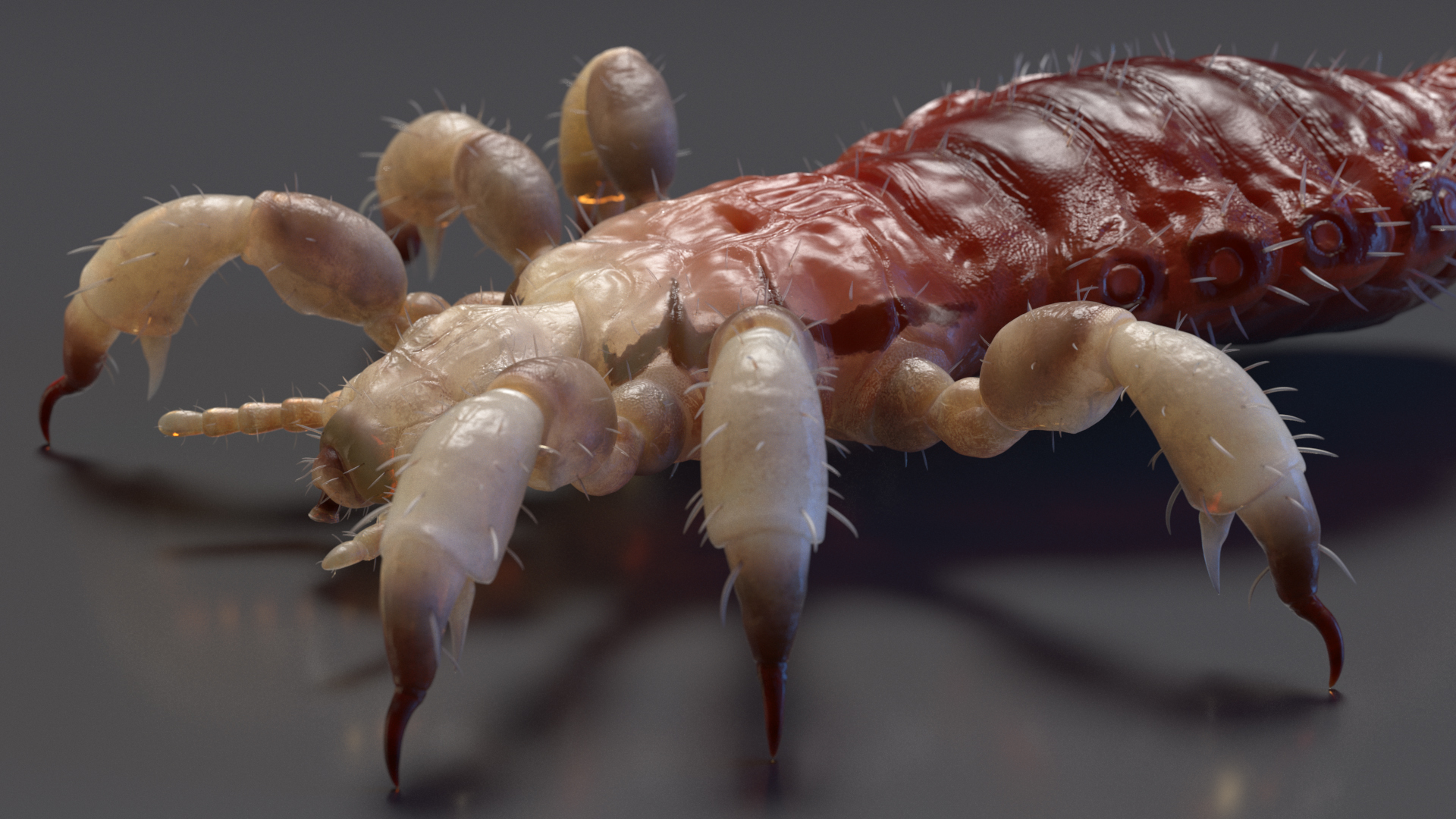 Phthiraptera with Blood Hiding Pose SSS 3D model