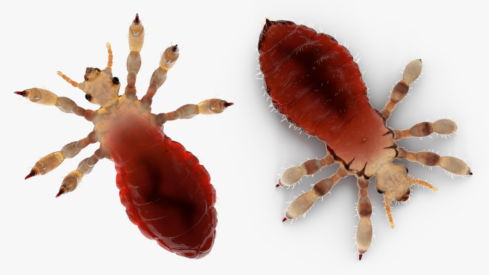 Phthiraptera with Blood Hiding Pose SSS 3D model