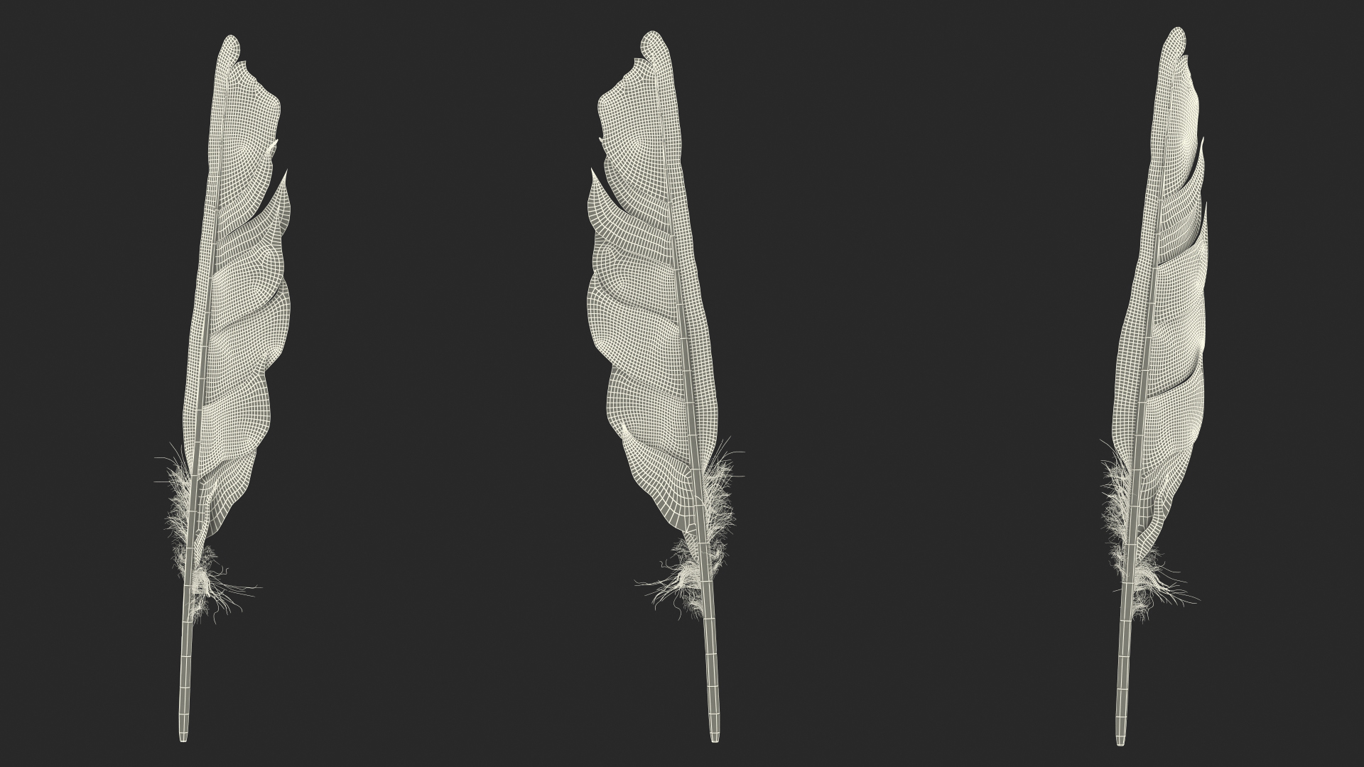 Dark Bird Feather 3D