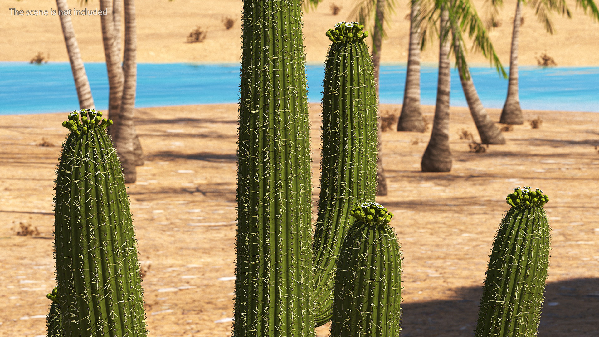 3D Saguaro Cactus Fur model