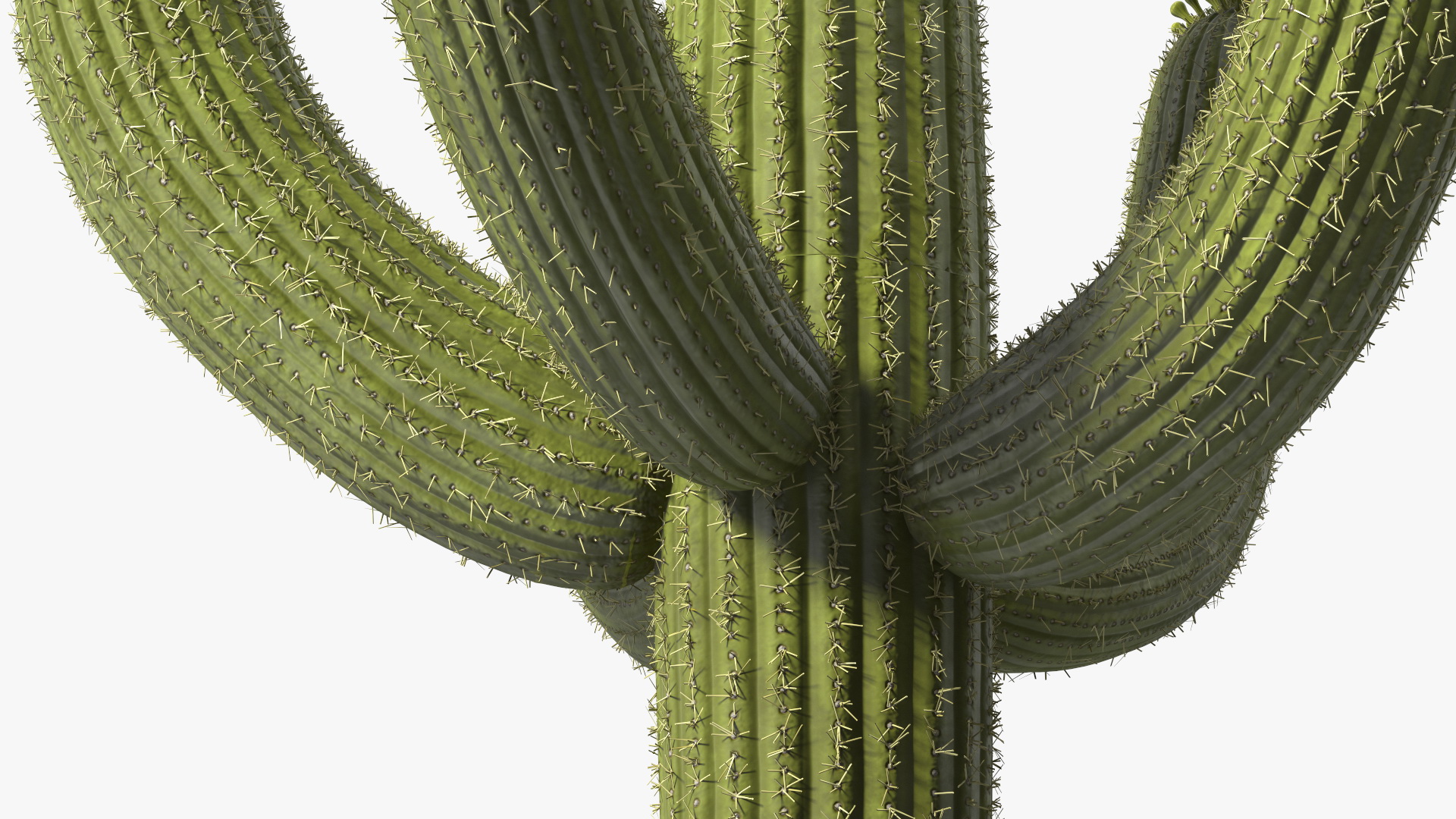 3D Saguaro Cactus Fur model