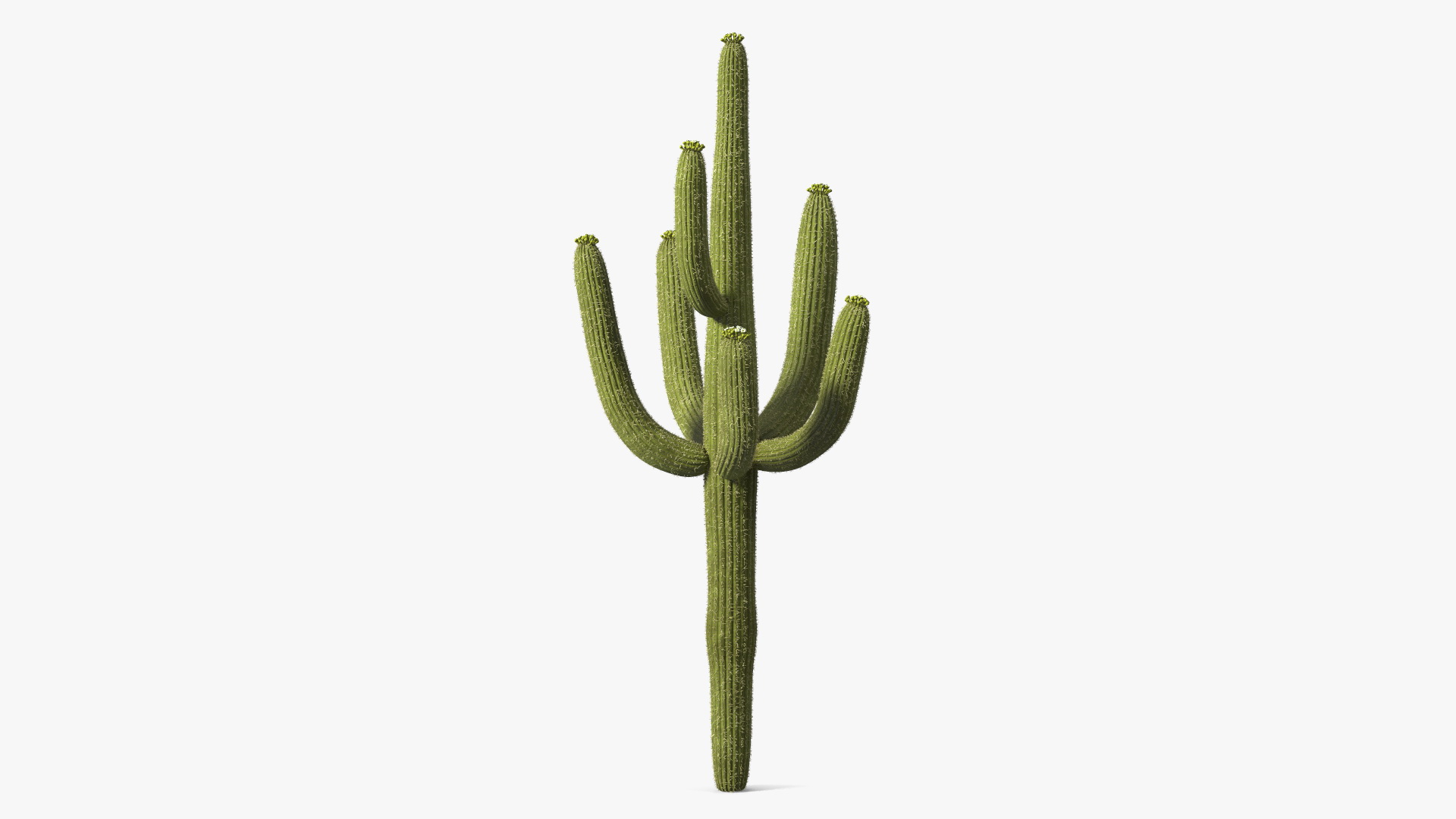 3D Saguaro Cactus Fur model